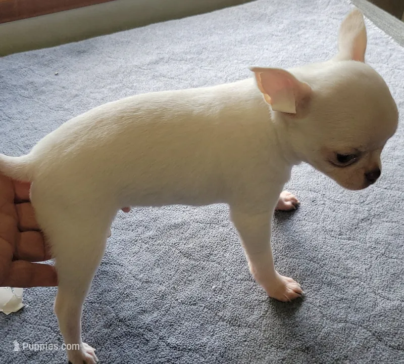 Blanco – Chihuahua puppy for sale in Zanesville, OH