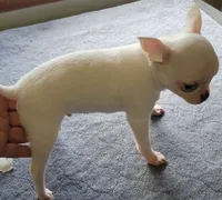 Blanco, a male Chihuahua for sale in Zanesville, OH – 1 of 5