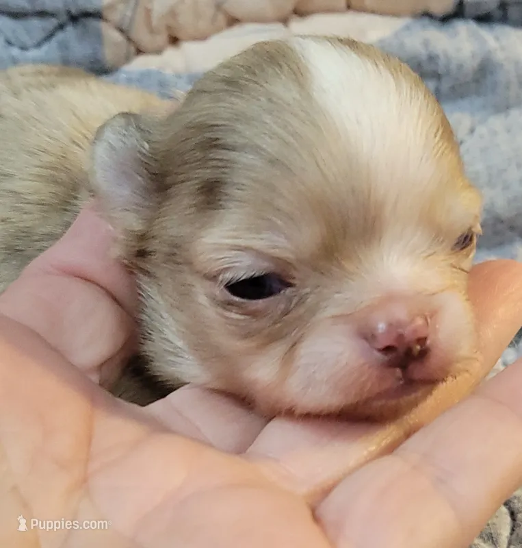 AKC Freckles – Chihuahua puppy for sale in Zanesville, OH