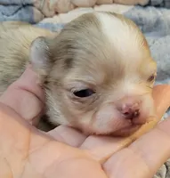 AKC Freckles, a male Chihuahua for sale in Zanesville, OH – 1 of 8