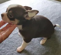 AKC Peco, a male Chihuahua for sale in Zanesville, OH – 8 of 8