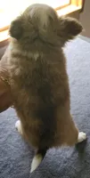 AKC Brinly, a male Chihuahua for sale in Zanesville, OH – 4 of 7