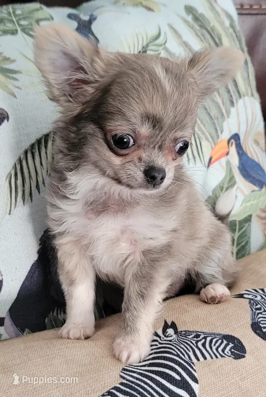 AKC   Tula – Chihuahua puppy for sale in Zanesville, OH