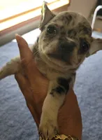 AKC .Micky, a male Chihuahua for sale in Zanesville, OH – 6 of 7