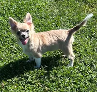 AKC Skeeter, a male Chihuahua for sale in Zanesville, OH – 3 of 3