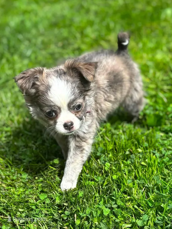 AKC Trixy – Chihuahua puppy for sale in Zanesville, OH
