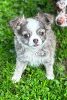 AKC Trixy, a female Chihuahua for sale in Zanesville, OH – Photo 2 of 2