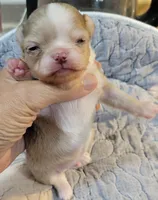 AKC Freckles, a male Chihuahua for sale in Zanesville, OH – 3 of 8