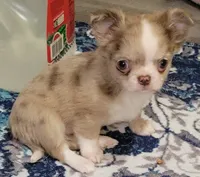 AKC Freckles, a male Chihuahua for sale in Zanesville, OH – 2 of 4