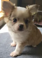 AKC Brinly, a male Chihuahua for sale in Zanesville, OH – 6 of 7