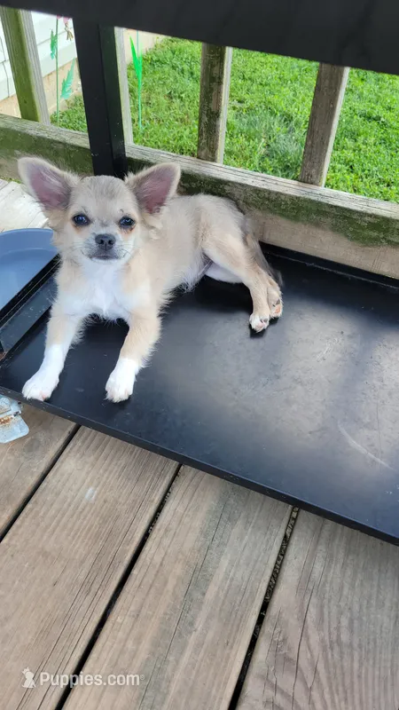 AKC SERGIO – Chihuahua puppy for sale in Zanesville, OH