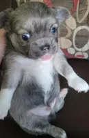 AKC SERGIO, a male Chihuahua for sale in Zanesville, OH – Photo 3 of 3