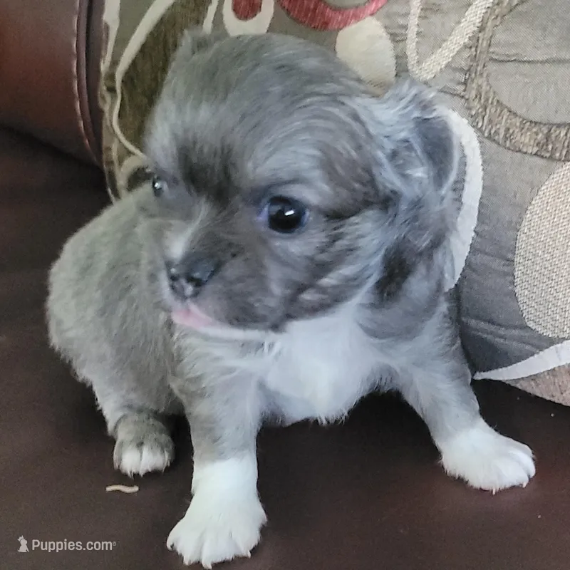 AKC SERGIO – Chihuahua puppy for sale in Zanesville, OH
