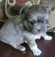 AKC SERGIO, a male Chihuahua for sale in Zanesville, OH – Photo 2 of 3