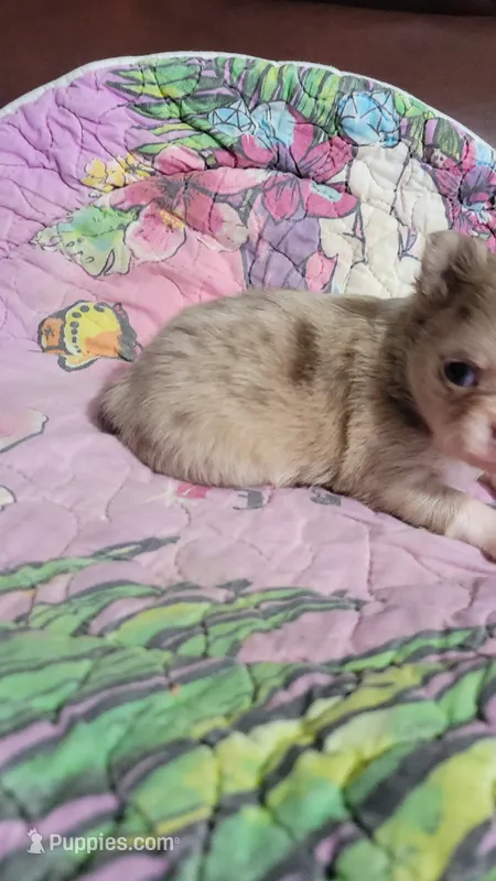 AKC Freckles – Chihuahua puppy for sale in Zanesville, OH