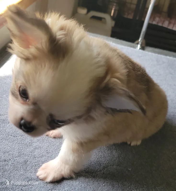 AKC Brinly – Chihuahua puppy for sale in Zanesville, OH
