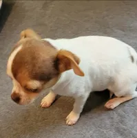 AKC Dex, a male Chihuahua for sale in Zanesville, OH – 2 of 3
