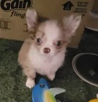 AKC Babi, a female Chihuahua for sale in Zanesville, OH – 1 of 2