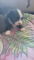 Oreo, a male Chihuahua for sale in Zanesville, OH – 3 of 3