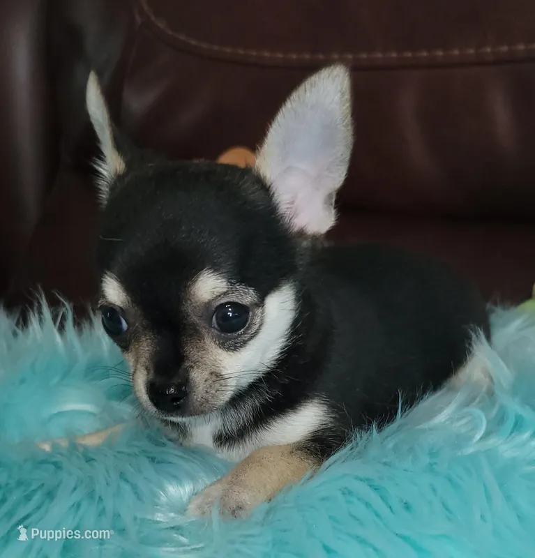 AKC Bean – Chihuahua puppy for sale in Zanesville, OH