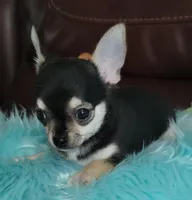 AKC Bean, a male Chihuahua for sale in Zanesville, OH – Photo 1 of 2