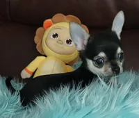 AKC Bean, a male Chihuahua for sale in Zanesville, OH – Photo 2 of 2