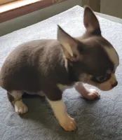 AKC Peco, a male Chihuahua for sale in Zanesville, OH – 3 of 8