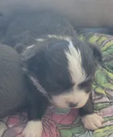 Oreo, a male Chihuahua for sale in Zanesville, OH – 2 of 3