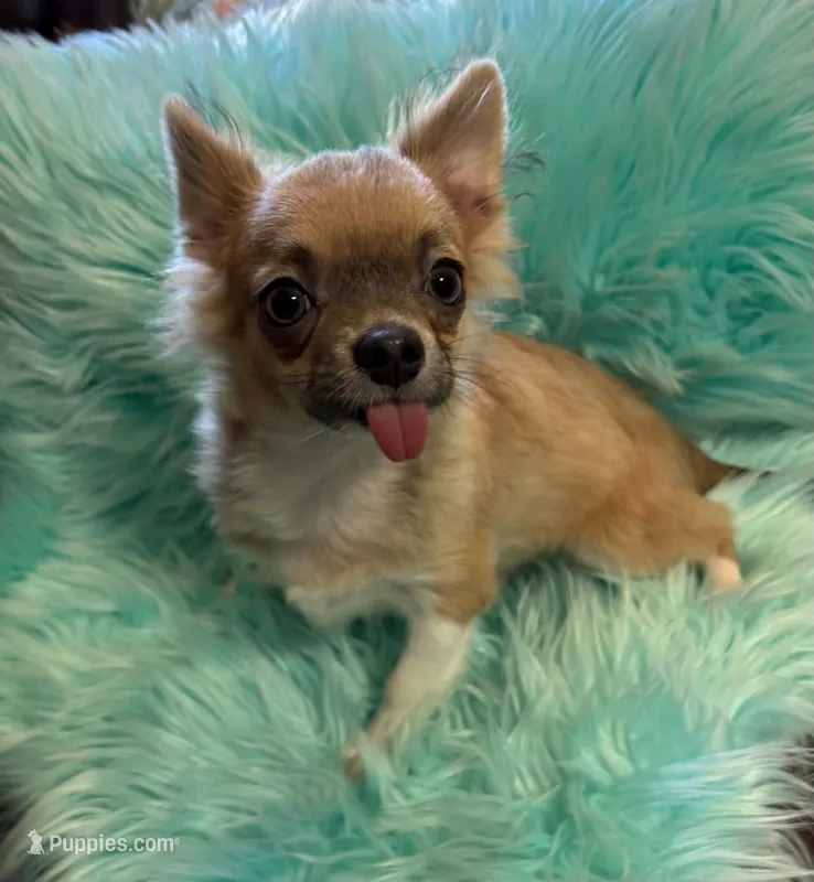 AKC Skeeter – Chihuahua puppy for sale in Zanesville, OH