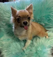 AKC Skeeter, a male Chihuahua for sale in Zanesville, OH – 1 of 3