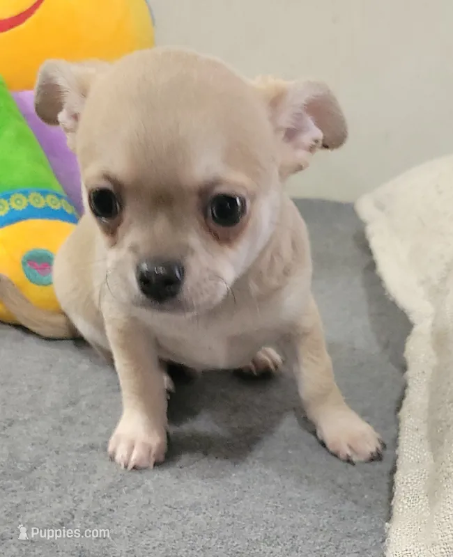 AKC SERGIO – Chihuahua puppy for sale in Zanesville, OH