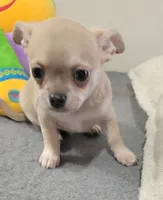 AKC SERGIO, a male Chihuahua for sale in Zanesville, OH – 1 of 2