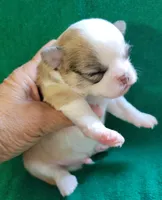 AKC Brinly, a male Chihuahua for sale in Zanesville, OH – 3 of 4