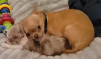 AKC Chewy, a male Chihuahua for sale in Zanesville, OH – 1 of 4