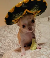 AKC Chewy, a male Chihuahua for sale in Zanesville, OH – 3 of 4