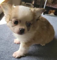 AKC Brinly, a male Chihuahua for sale in Zanesville, OH – 5 of 7