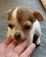 AKC Dex, a male Chihuahua for sale in Zanesville, OH – 3 of 3