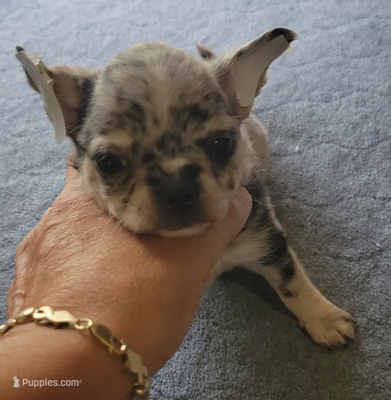 AKC .Micky – Chihuahua puppy for sale in Zanesville, OH