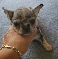 AKC .Micky, a male Chihuahua for sale in Zanesville, OH – 2 of 7