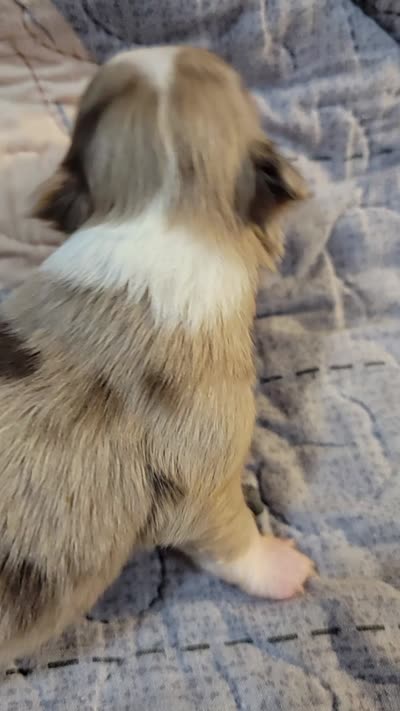 AKC Freckles, a male Chihuahua for sale in Zanesville, OH – 7 of 8