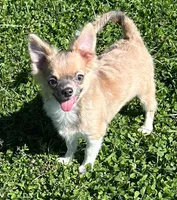 AKC Skeeter, a male Chihuahua for sale in Zanesville, OH – 2 of 3