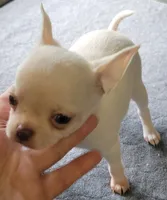 Blanco, a male Chihuahua for sale in Zanesville, OH – 3 of 5
