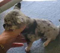 AKC .Micky, a male Chihuahua for sale in Zanesville, OH – 4 of 7