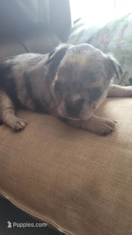 AKC .Micky – Chihuahua puppy for sale in Zanesville, OH