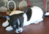 AKC Tita, a female Chihuahua for sale in Zanesville, OH – Photo 2 of 2