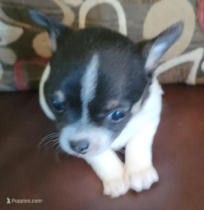 AKC Tita – Chihuahua puppy for sale in Zanesville, OH