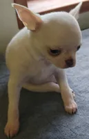 Blanco, a male Chihuahua for sale in Zanesville, OH – 2 of 5