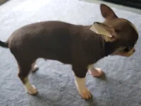 AKC Peco, a male Chihuahua for sale in Zanesville, OH – 7 of 8