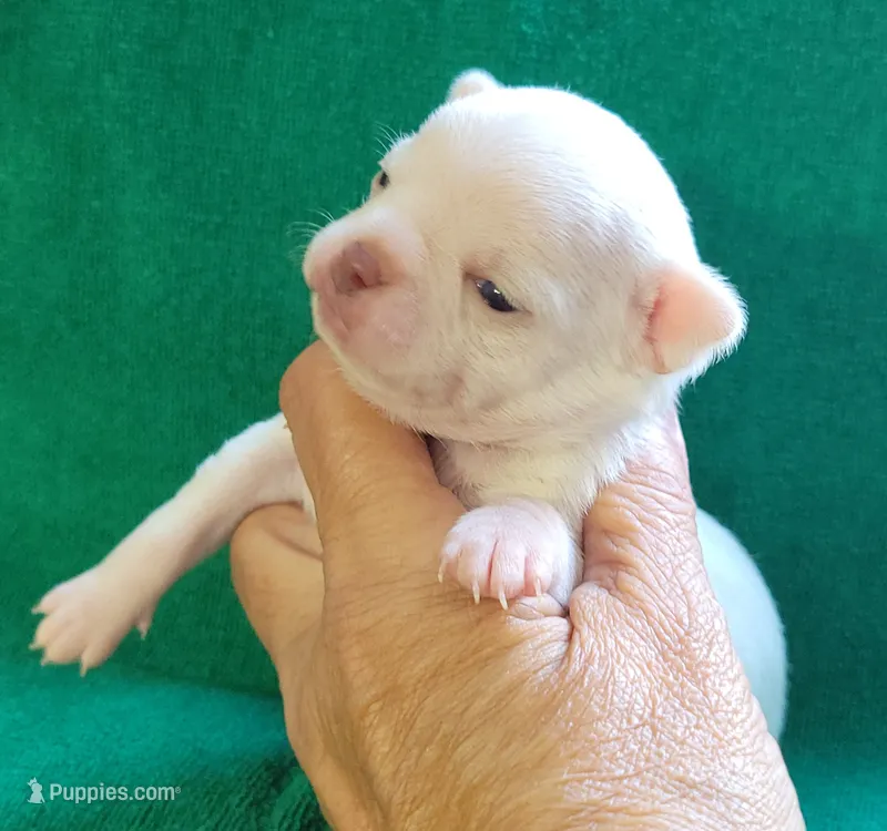 Blanco – Chihuahua puppy for sale in Zanesville, OH