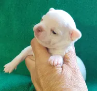 Blanco, a male Chihuahua for sale in Zanesville, OH – 1 of 3